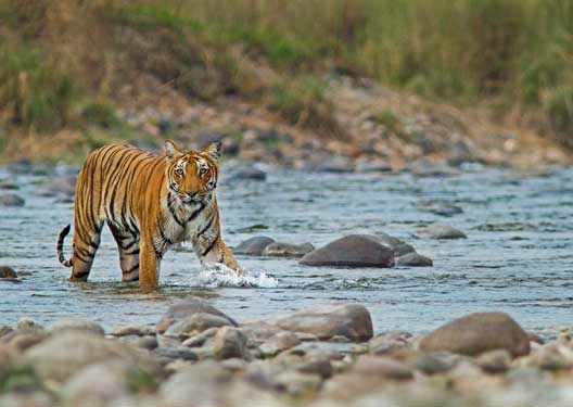 traveldilse-Jim Corbett Tour